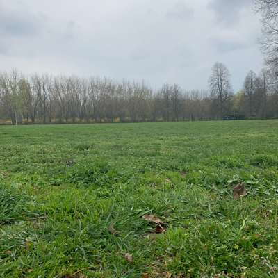 Hundeauslaufgebiet-Volkspark Kleinzschocher-Bild