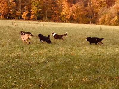 Hundeauslaufgebiet-Hohenhorster Heide-Bild