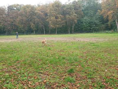 Hundeauslaufgebiet-Forsthaus Specht-Bild