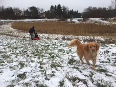 Hundeauslaufgebiet-Rosenthaler Weg-Bild