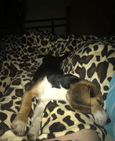 Welpenfotos-Beitrag-Bild