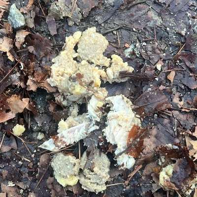 Giftköder-Giftköder Wald oberhalb Burg Rötteln-Bild