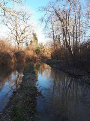 Hundeauslaufgebiet-Zauberwald in den Lechauen-Bild