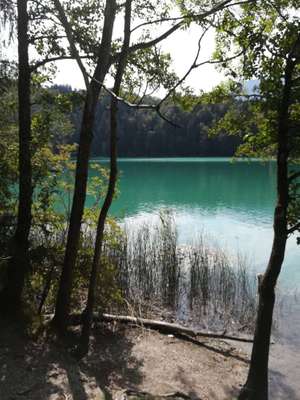 Hundeauslaufgebiet-Weissensee Wald seits-Bild