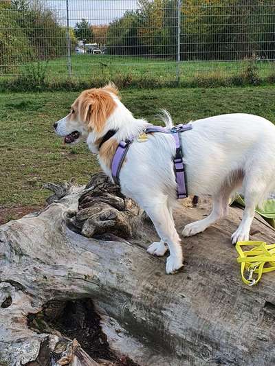 Hundeauslaufgebiet-Lohfelden-Bild