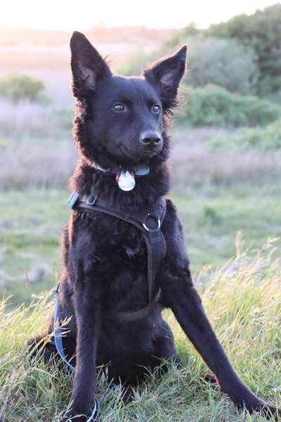 Hundetreffen-Gassi und Trainingspartner gesucht-Bild