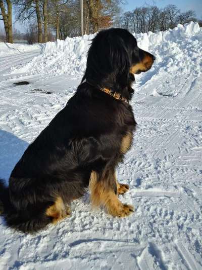 Hovawart-Beitrag-Bild