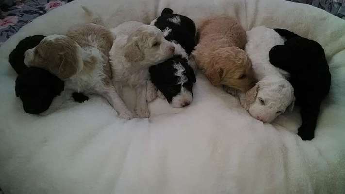 Als Welpen sind sie alle noch süßer-Beitrag-Bild