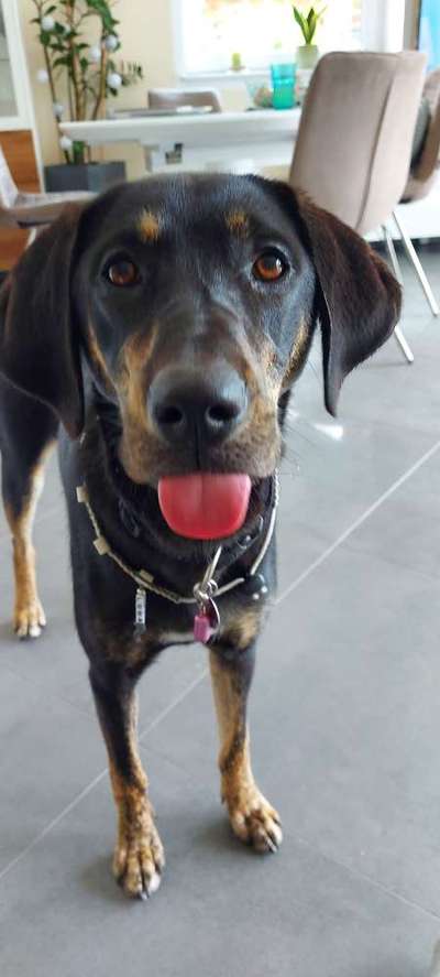 Hunde Memes-Beitrag-Bild