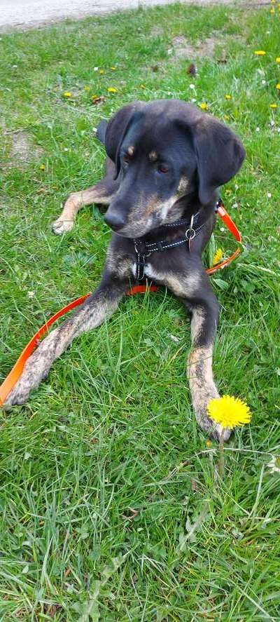 Die Dogorama Kalender Challenge Teil 3/4-Beitrag-Bild