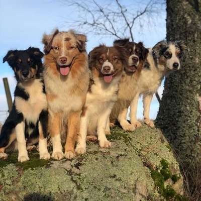 Hundetreffen-Australien Shepherd Treffen/Club-Bild