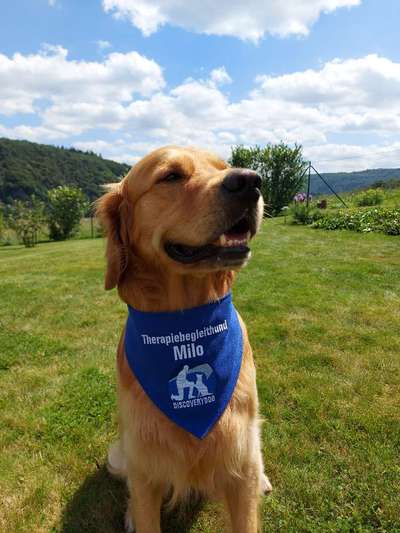 Wo sind die Golden Retriever Liebhaber?-Beitrag-Bild