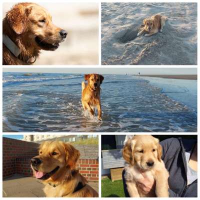 Wo sind die Golden Retriever Liebhaber?-Beitrag-Bild