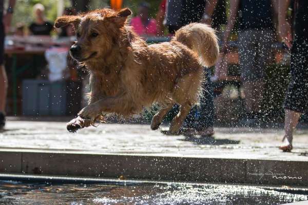 Golden Retriever-Beitrag-Bild