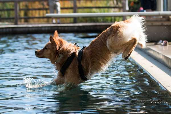 Dogorama-Monats-Challenge-Mai "Wasser"-Beitrag-Bild