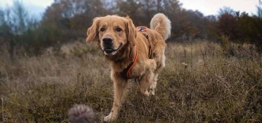 Golden Retriever-Beitrag-Bild