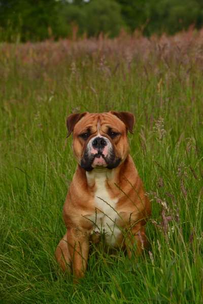 Conti Besitzer? :-)-Beitrag-Bild