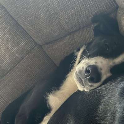 Hundetreffen-Ich suche Gesellschaft für meine Hündin gern zum spazieren gehen oder auch gern zum spielen-Bild