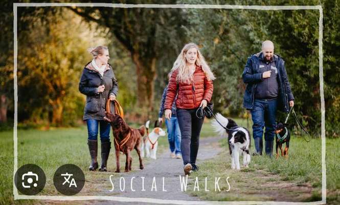 Hundetreffen-Social walk-Bild
