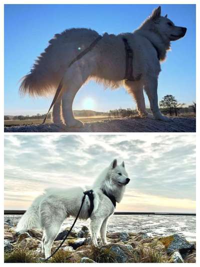 Samojede-Beitrag-Bild