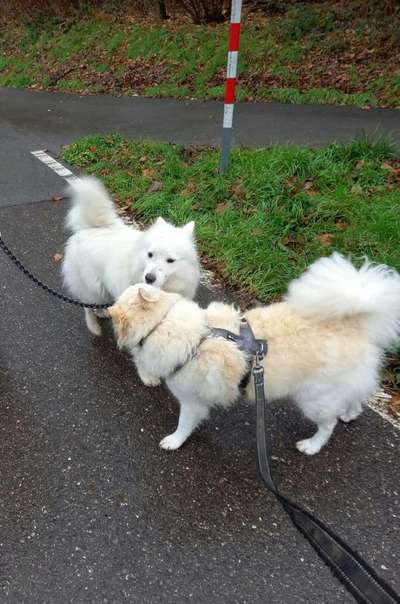 Samojede-Beitrag-Bild