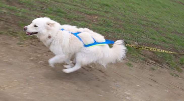 Samojede-Beitrag-Bild