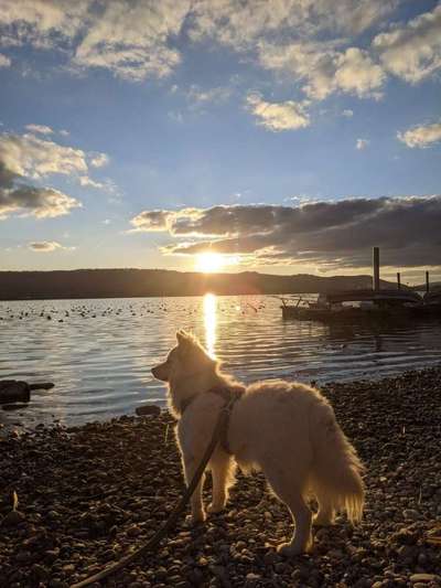 Dogorama-Monats-Challenge-Mai "Wasser"-Beitrag-Bild