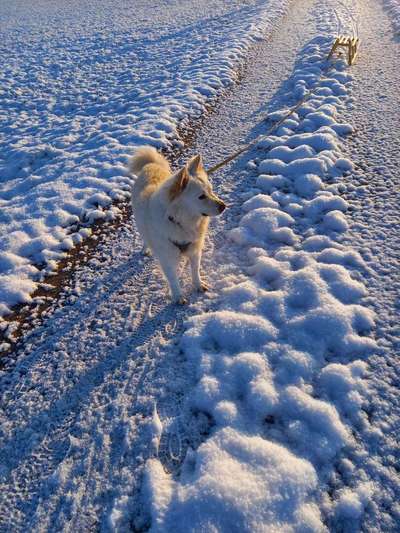 Samojede-Beitrag-Bild