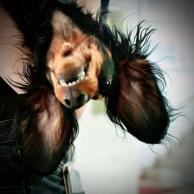 Fotowettbewerb ,,mein gruseliger Hund"-Beitrag-Bild