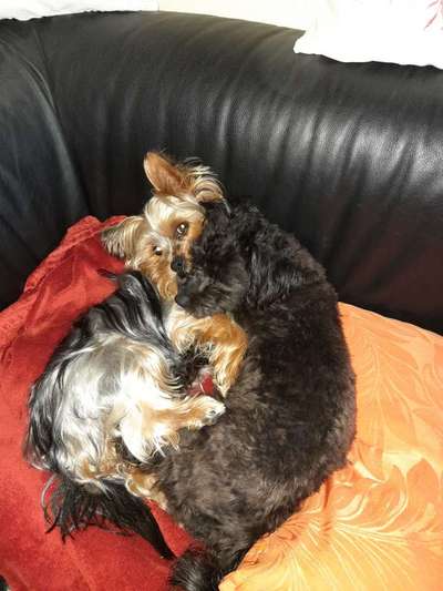 98.Fotochallange  - Hunde zeigen Zuneigung-Beitrag-Bild