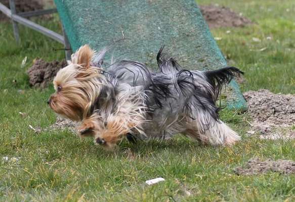 Dogorama Photo Challenge - Hunde in Action-Beitrag-Bild