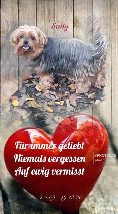 Unsere Fellnasen im Regenbogenland-Beitrag-Bild