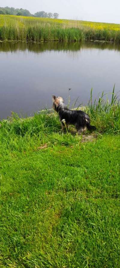 39. Collagen Challenge - Dein Hund auf einer Wiese-Beitrag-Bild