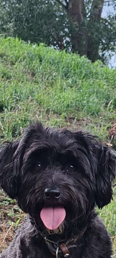 Hunde Porträt (Portrait) Galerie....-Beitrag-Bild