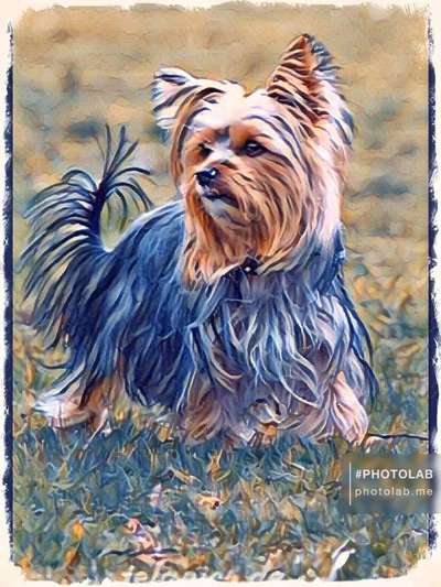 Fotochallenge 124 - Dein Comic-Hund-Beitrag-Bild