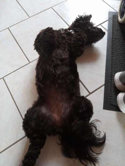 Dogorama Photo Challenge - Zeigt her eure Bäuche-Beitrag-Bild