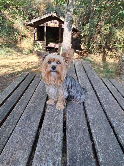 Dogorama Photo Challenge - Märchenwald-Beitrag-Bild