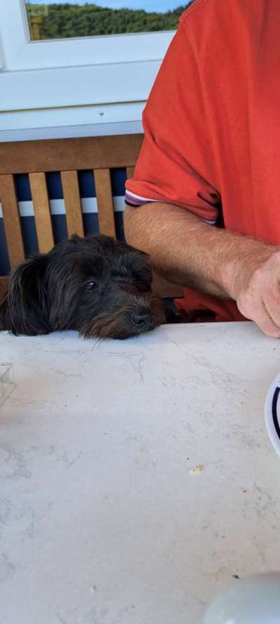 35.Collagen Challenge:„Bettelblick"-Beitrag-Bild