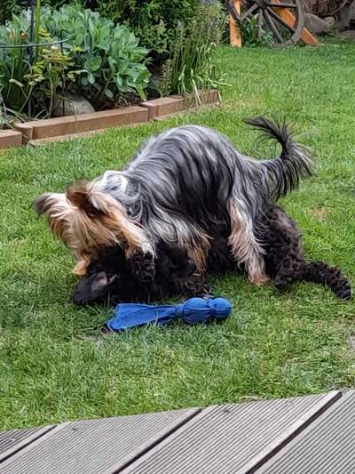 Fotosammlung: ,,Der natürliche Hund" Unbearbeitet, ungestellt und in Natura-Beitrag-Bild