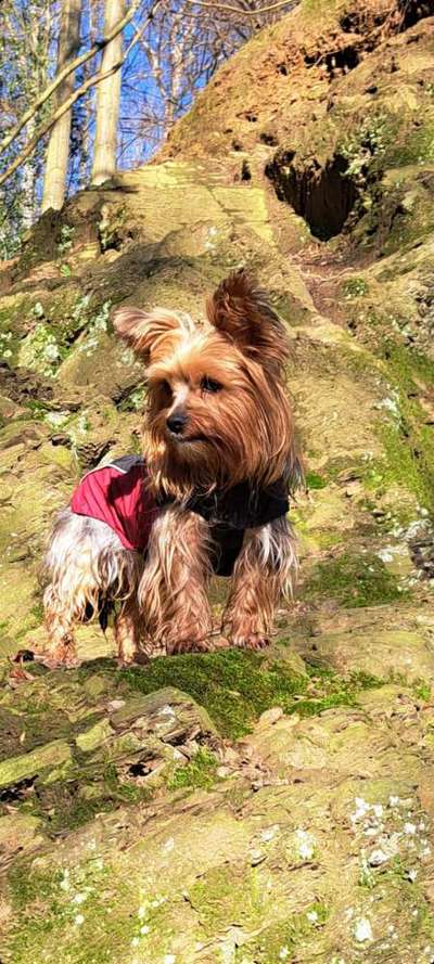 Dogorama Photo Challenge - Berufswahl-Beitrag-Bild