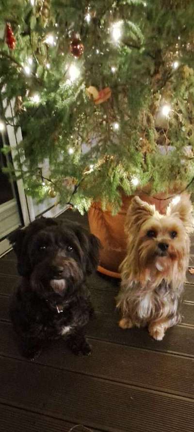 Dogorama Photo Challenge - Weihnachtsbaum-Beitrag-Bild
