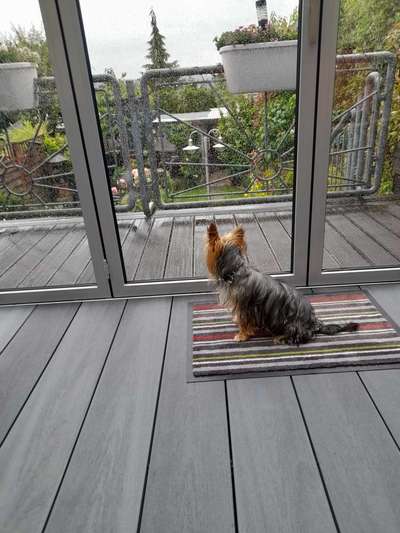 Dogorama Photo Challenge - Regenwetter-Beitrag-Bild