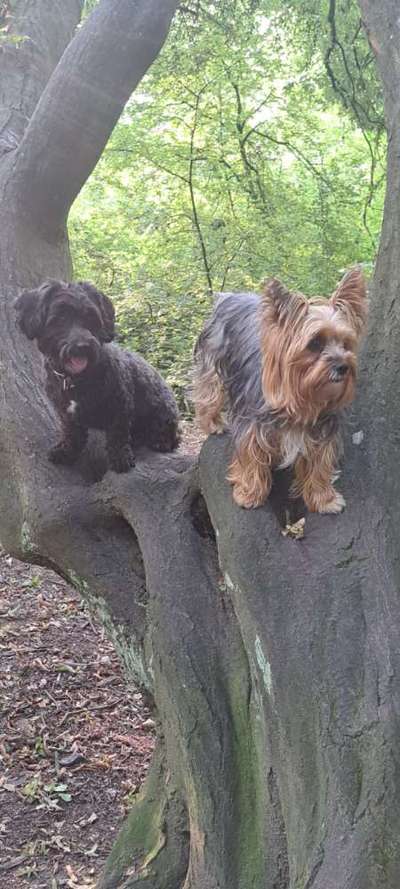 Foto -Challenge  Thema : Dein Hund Im Wald-Beitrag-Bild