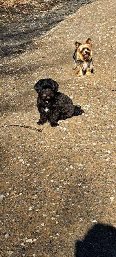 52. Collagenchallenge: Dein Hund im Sonnenschein-Beitrag-Bild