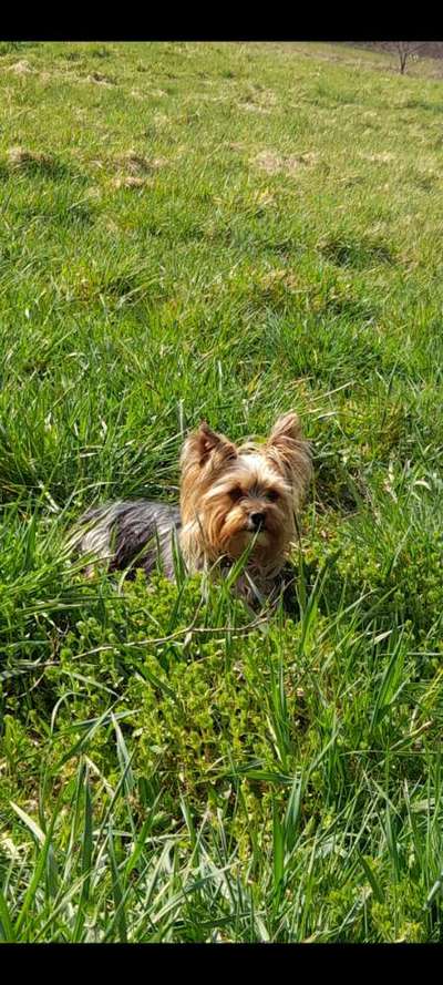 39. Collagen Challenge - Dein Hund auf einer Wiese-Beitrag-Bild