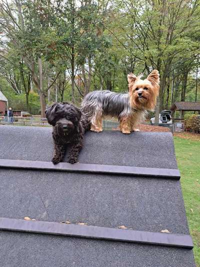 31. Collagen Challenge - Bänke/ Steine /Baumstümpfe-Beitrag-Bild