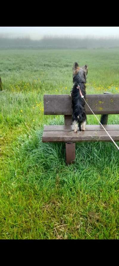 39. Collagen Challenge - Dein Hund auf einer Wiese-Beitrag-Bild