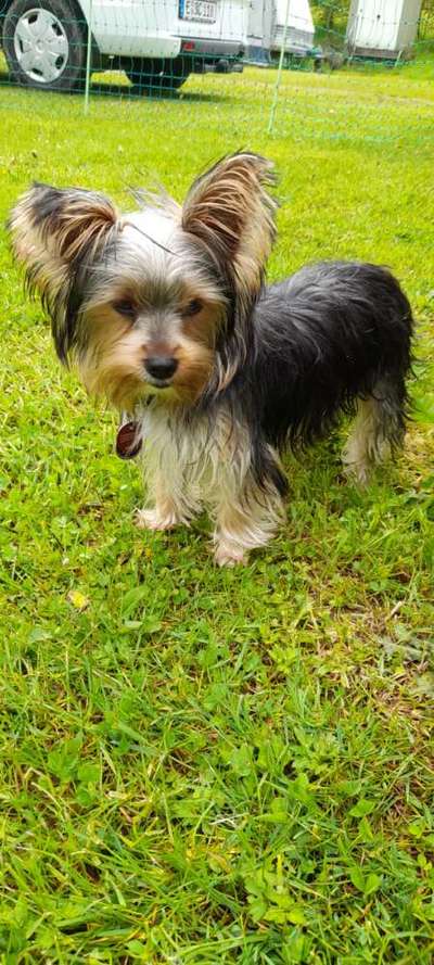 39. Collagen Challenge - Dein Hund auf einer Wiese-Beitrag-Bild