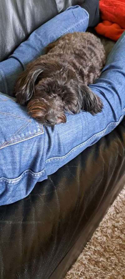 Dogorama Photo Challenge - besondere Eigenschaften-Beitrag-Bild