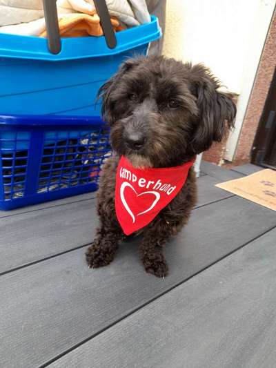 Fotochallange nr. 106
Der geschmückte Hund.-Beitrag-Bild